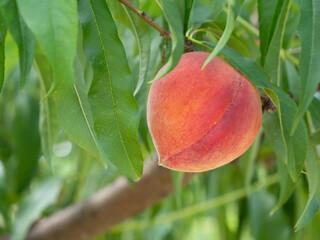 Ripe Peach On Tree