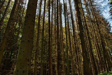 Fototapeta na wymiar Bäume im Wald 