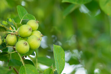 Closeup of green apples on a branch in an orchard.