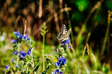 Schmetterling auf einer lila Blume