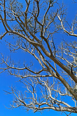 Dry branches of Elephant-ear tree (Enterolobium cyclocarpum) and blue sky