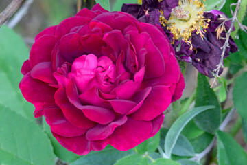 French Rose Mandala 05