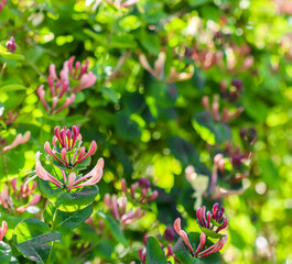 Floral background. Pink Honeysuckle buds and flowers in a sunny garden. Lonicera caprifolium,...