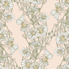 Seamless pattern of drawn meadow camomiles bunches