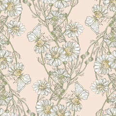 Seamless pattern of drawn meadow camomiles bunches