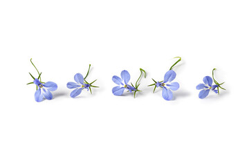 Fototapeta na wymiar Lobelia blue flowers isolated on white background