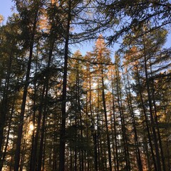 Fototapeta premium Лес и могущество природы