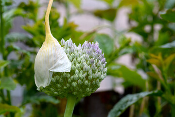 Fototapeta na wymiar Garlic Allium 03