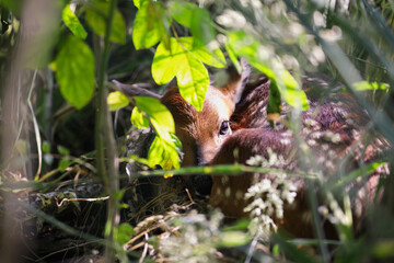 Cute little baby fawn hidden by its mother in a wooden thicket with sun beams, curls up to avoid detection. Extreme selective focus with blurred foreground and background.