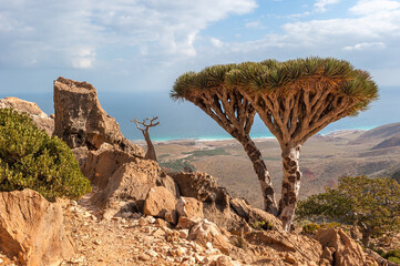 Dragon trees on Socotra Island, Yemen - obrazy, fototapety, plakaty