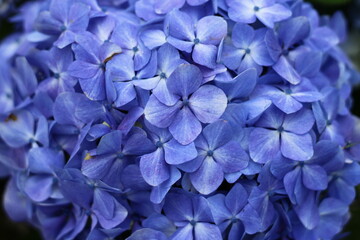 Blue hydrangea of Azores islands, Portugal