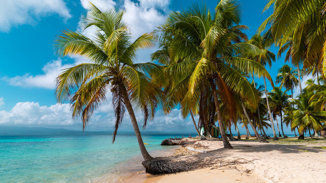 Palme am Karibik Strand, San Blas, Panama.