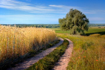 wheat field and road