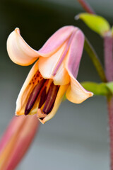 Tiger Lily Petals Open 01