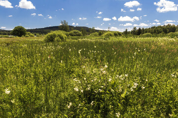 High grass with pond Olsina on famous educational trail in Sumava forest. Czech summer landscape