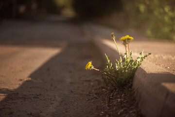 dandelion grows on asphalt road