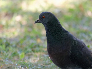 Portrait of a black common pigeon standing outdoors