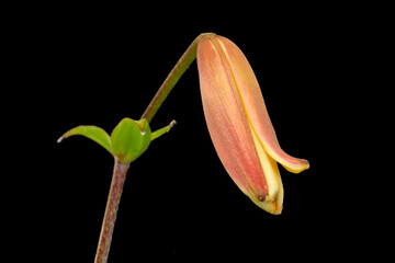 Tiger Lily Blooms 03