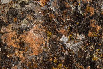 Lichens growing on limestone