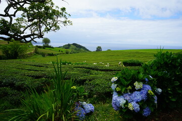 Tea terrace in Sao Miguel, Azores islands, Portugal
