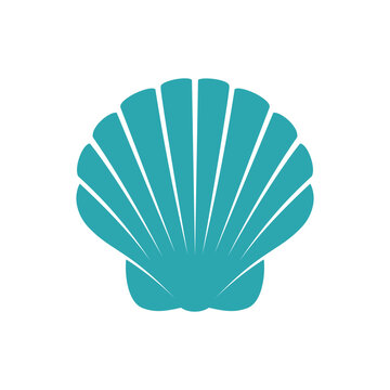 seashell on white background