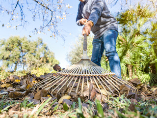 Man picking tree leaves from the ground