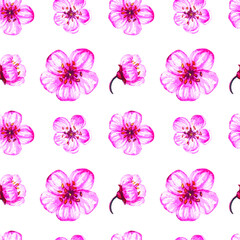 Sakura, cherry blossom flowers watercolor seamless pattern background for fabric, wallpaper, wrapping paper.