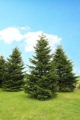 Fototapeta na wymiar Beautiful fir trees growing in the garden on sunny day