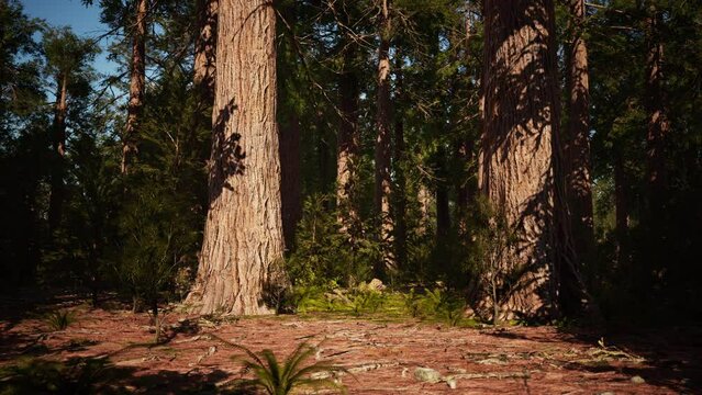 famous Sequoia park and giant sequoia tree at sunset