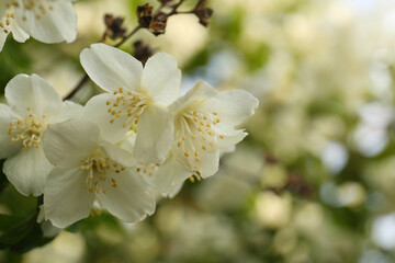 Fototapeta premium Beautiful blooming white jasmine shrub outdoors, closeup. Space for text