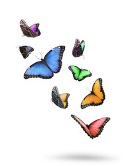 Many beautiful colorful butterflies flying on white background