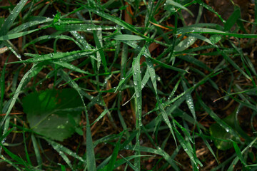 Natural background of green grass leaves outdor