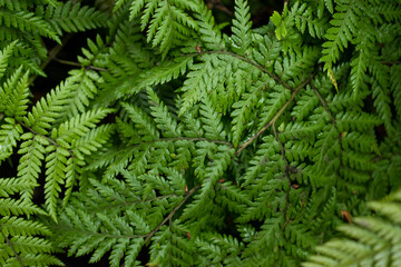 Some colorful green  fern leaves as background