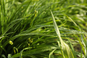 Green grass with water drops outdoors, closeup