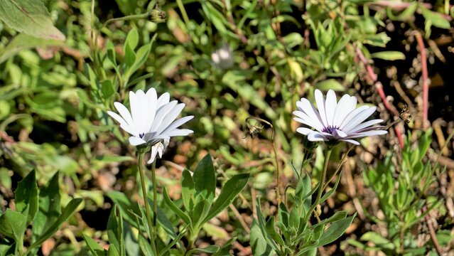 Closeup of Beautiful white flowers of Dimorphotheca pluvialis also known as Cape rain daisy, marigold, Weather prophet, White Namaqualand daisy etc.