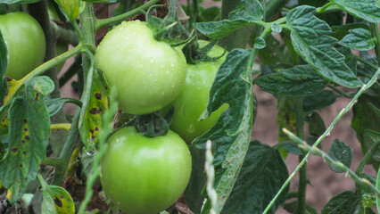 growing tomatoes. green tomatoes in the garden