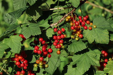 Closeup view of red currant bush with ripening berries outdoors on sunny day