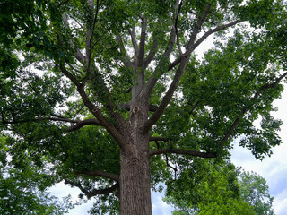 Fototapeta premium Beautiful tree with green leaves outdoors, low angle view