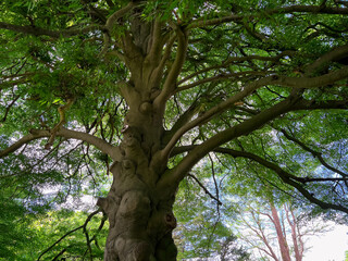 Beautiful tall tree with green leaves in park, low angle view