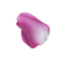 Pink rose flower petal on white background