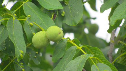 Walnut tree. Green walnut on the tree