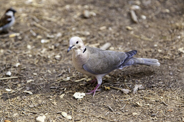 Wiild pigeon in the field