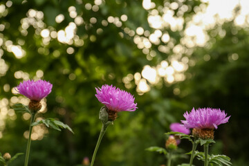 Beautiful blooming purple cornflowers growing outdoors, closeup