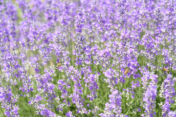 Obraz premium Beautiful lavender flowers growing in field, closeup