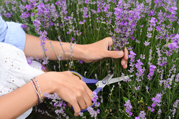 Woman cutting lavender flowers in beautiful field, closeup