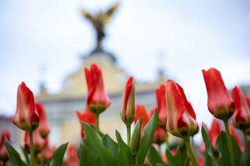 The Kingdom of the Netherlands presented Kyiv with hundred thousand of tulip bulbs in memory of the feat the heroes of the Revolution of Dignity Tulips was flourished on Independence Sq during the war
