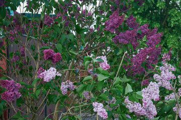 Lilac tree branches before house roof on blue sky background