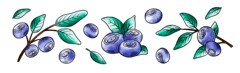 Vector watercolor Blueberries. Blueberry berries with twigs of leaves in a hand-drawn style