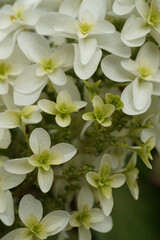 A white hydrangea bush is in bloom
