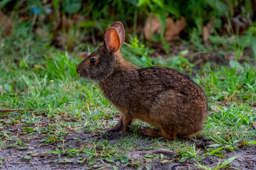 Marsh Rabbit